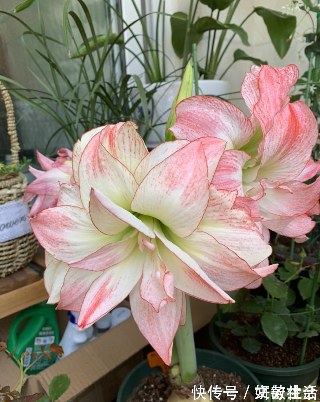 家里养盆朱顶红，开花个个比脸大，牛年养它“注定红”！