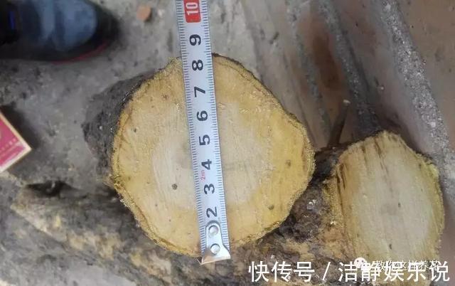压弯枝|1种果树剪根枝,插土里就活,当年就能挂果,压弯枝!