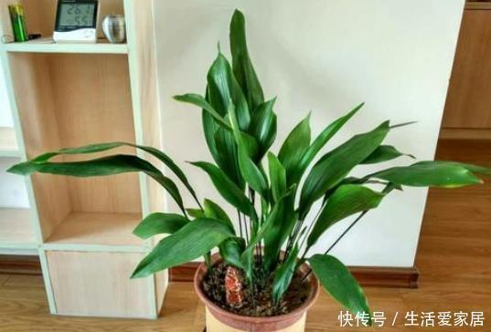 法师|懒人不适合养花?错!选择5种花,不挑土,耐干旱,不管它都长!