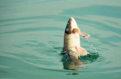 钓鱼|冬钓找不到鱼窝 教你3招, 新手也能快速找到鱼窝子, 提竿就中鱼!