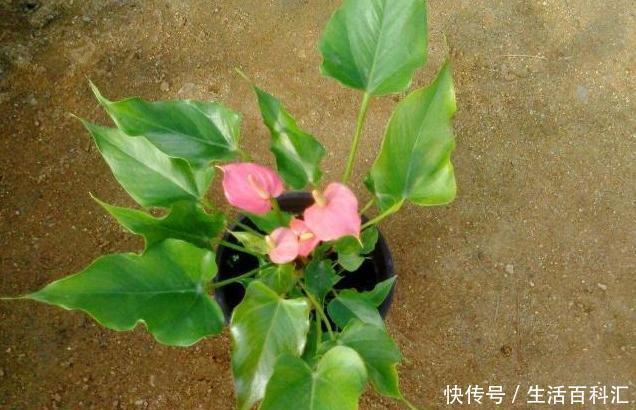 在家浇花,别再用什么淘米水了,直接用“它”浇,比花肥还好用