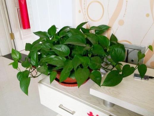 顺序|养绿萝，按照顺序“4步走”，做对了30天爆盆，从不黄叶