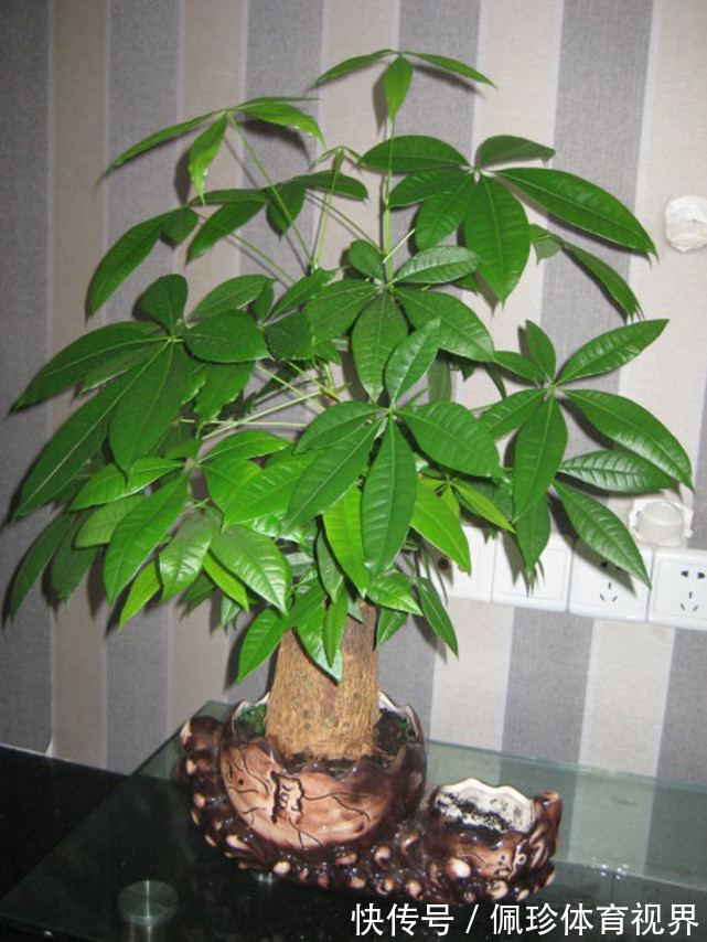 分享9种有格调的“旺财花”,除了好看,还吉祥,寓意财源滚滚