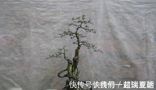 李大爷|李大爷喜欢上山找树桩，样子奇形怪状也能变身，最后变成大气盆景