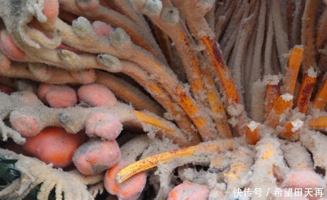 奇观!“千年不遇”的铁树真的开花了