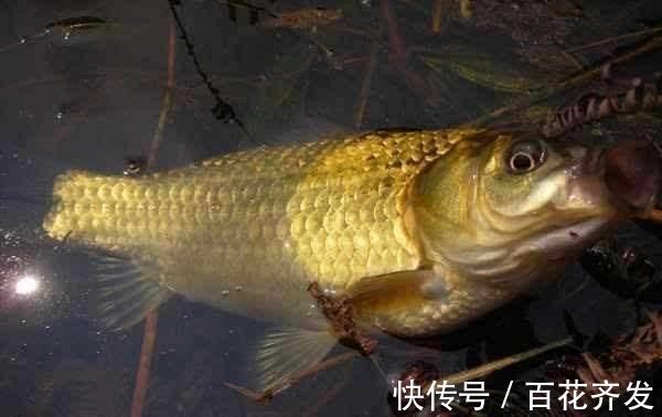 钓鱼|不能钓鱼的8个原因都很吸引人总是有一个适合你的