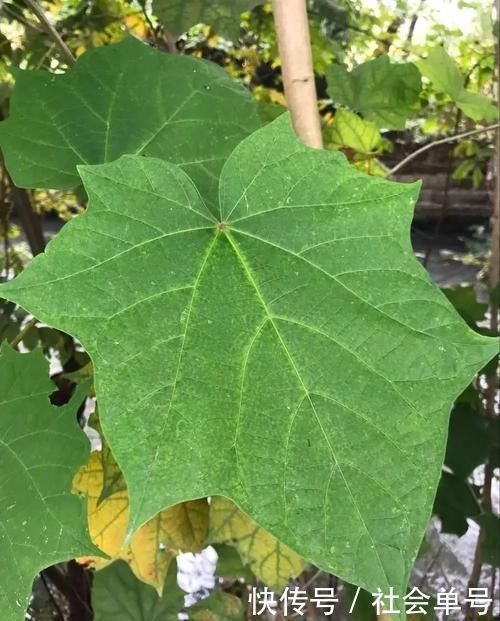 麻醉药|它既是麻醉药，又可治腰痛与瘫痪路边很常见