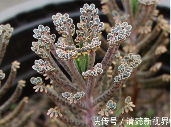 不死鸟|听名字以为是鸟，实际是“养不死”的绿植，不浇水都能蹭蹭长