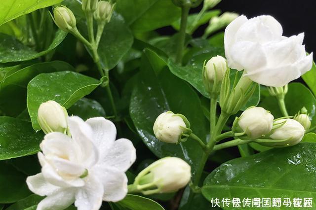 茉莉花马上就要进入花期，学会几个养护技巧，枝繁叶茂花开爆盆