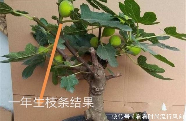 冬养无花果,不修剪、温度高来年没果子,做好这2点,果子压弯枝
