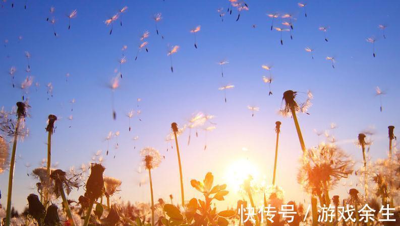 泡水|蒲公英该怎样泡水喝才是最好的,除了泡水,怎样吃才健康