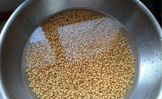 配方|过了白露节气,大鱼进食很疯狂,这些酒香饵料配方,通杀底层大鱼