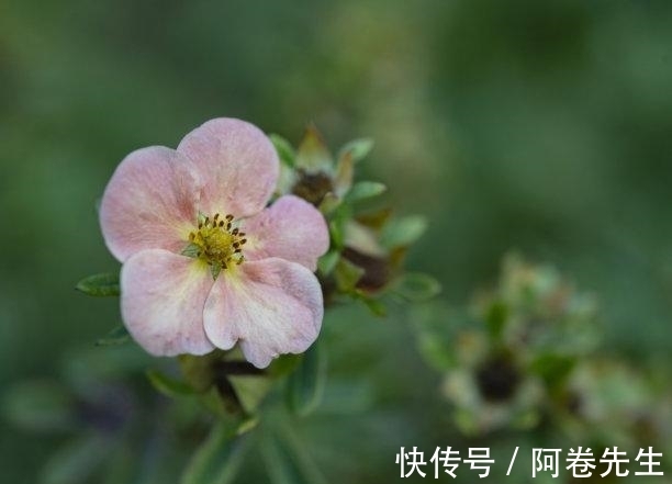 痴心|12月内，桃花闪烁，桃花遍地，痴心依旧，执手相依，牵手如胶似漆