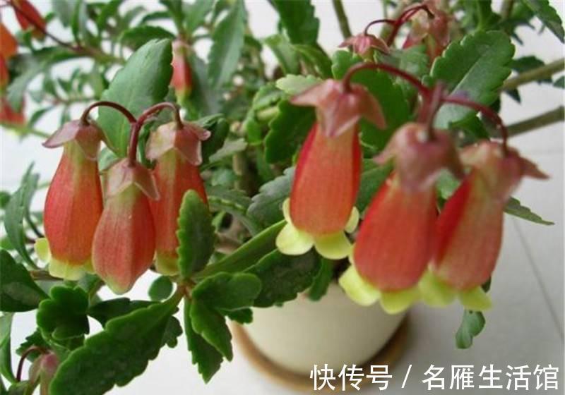 养花试试这几款，花朵像小铃铛，开花能力也是非常的强