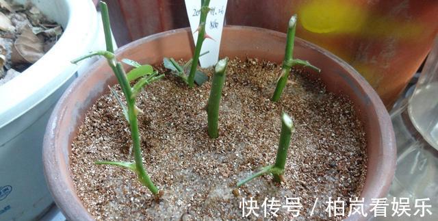 扦插别买“生根剂”，做好3件事，扦插一百根，个个都生根！