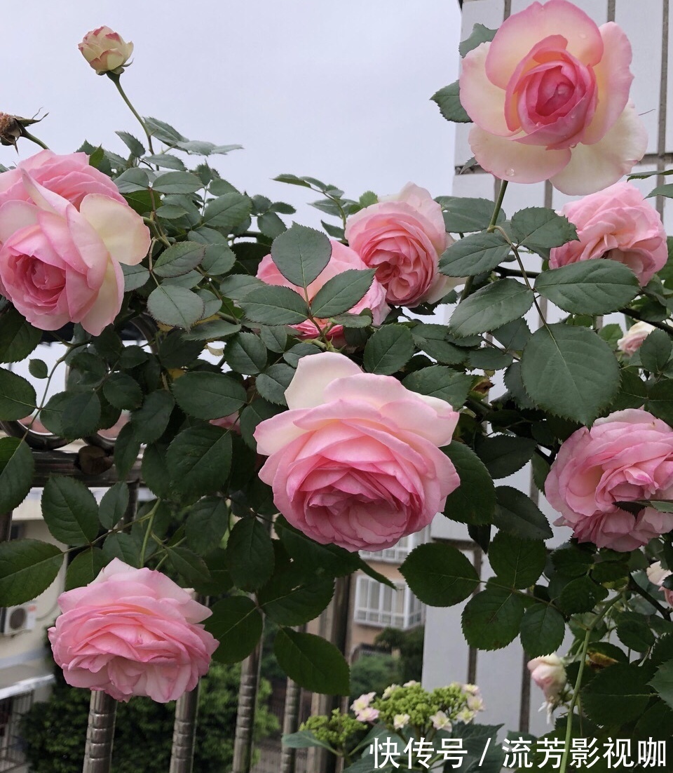 钾肥|想让月季开花多，记住5月做好“几件事”，花苞一茬又一茬