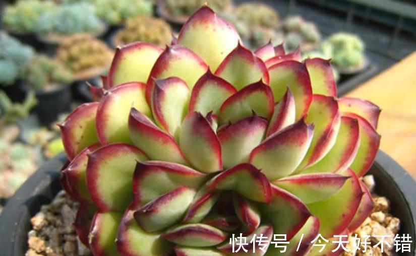 养多肉多年,总结出种莲座状品种,好养好看还不贵,适合新手