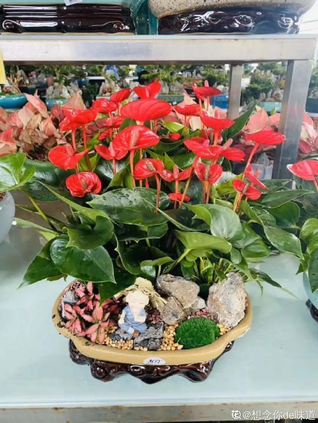 镇宅|盆景家里养盆松,代代出富翁,镇宅守家福气旺