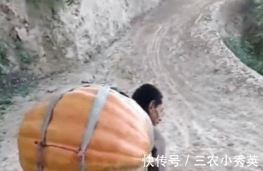 南瓜|大叔意外丰收巨型南瓜,高兴的背着回家,途中南瓜却突然裂开了