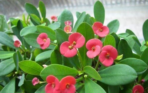 盆栽|此花号称开花机器,一年四季有花赏,漂亮又好养马鞭草花卉盆栽