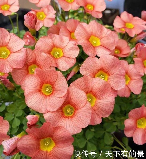 阳台就养3种花,越热花开越多,开花就爆盆,不易生病好养护