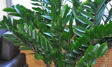 初冬逛花市,遇到3种花随便买,懒人都能养爆盆,过冬很简单