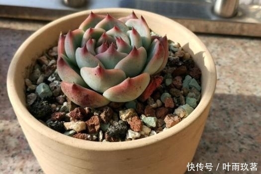 施肥|最萌吉娃娃,给它晒晒阳光,变得又红又嫩!