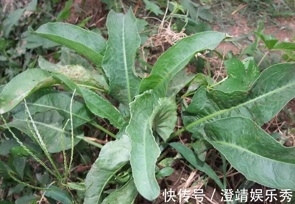 舌头|1种野草叫牛舌头，好多人上山排队挖，竟然有大作用