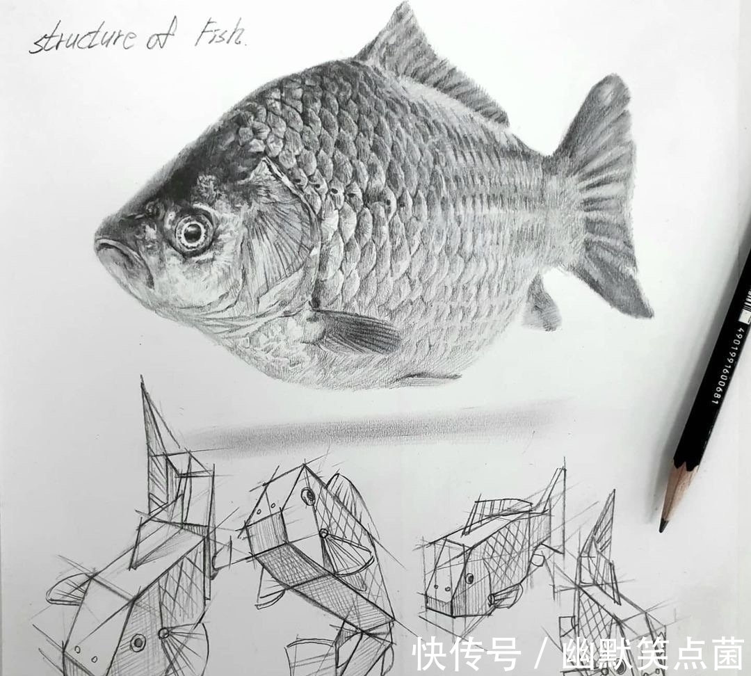 透视#动物素描很难画出体积感?其实是你的造型不对,老师都这样画的