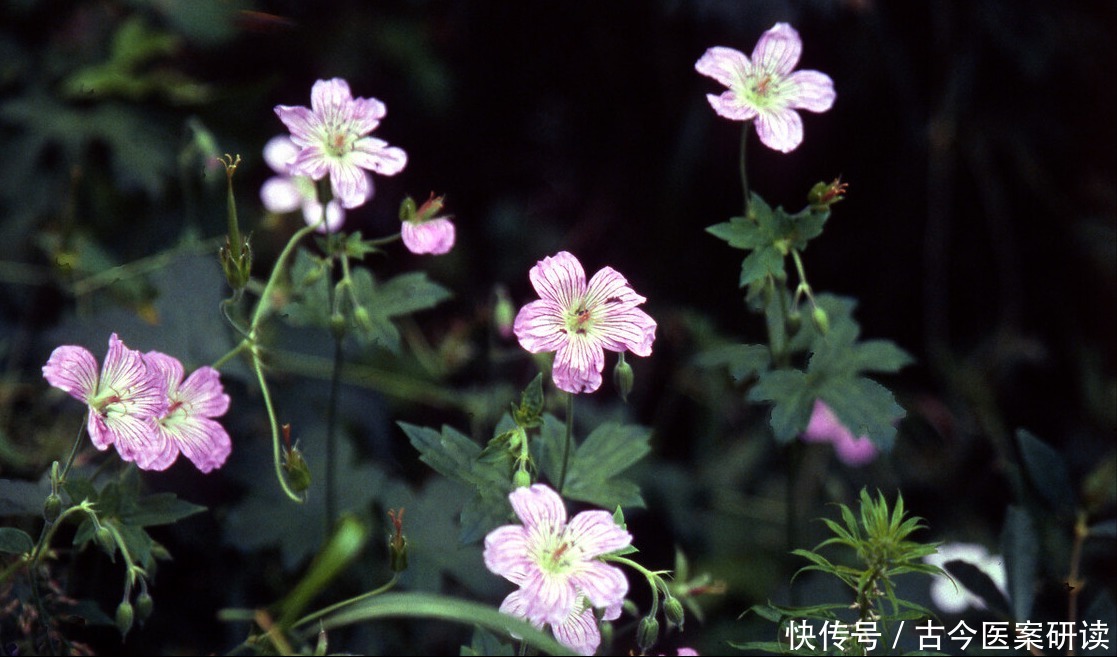  舒筋活络|老鹤草，老白鹤守护的“仙草”，全国各地都有长，常用于通经络