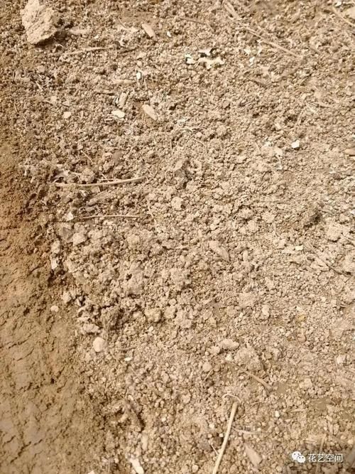 排水性|街上没人要的几种东西，都是养花宝贝，养花高手早早就捡回家了