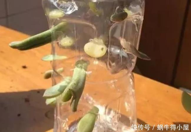 多肉植物|天热养多肉，学会“复制粘贴”，一片叶子一株苗，越来越多