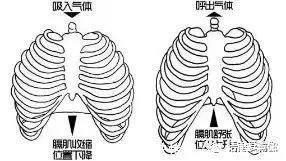 ii|呼吸是瑜伽的灵魂,教你更深入的了解腹式呼吸,让练习更有效
