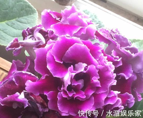 爆盆|大岩桐，好难听的名字，漂亮赛玫瑰，这么养开花爆盆就是半年