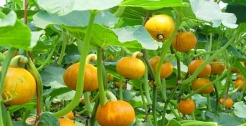 亚麻仁油酸|夏天来了，多吃3种食物，排毒抗衰，润肠护肤，早吃早好！