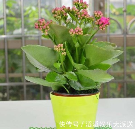 叶肥厚|养长寿花，3个月喂点“它”，叶肥厚花多，1年开花好几茬！