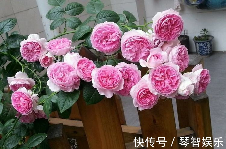 盆栽|最好养的月季花,养护容易,四季开花,可以阳台盆栽,值得入手