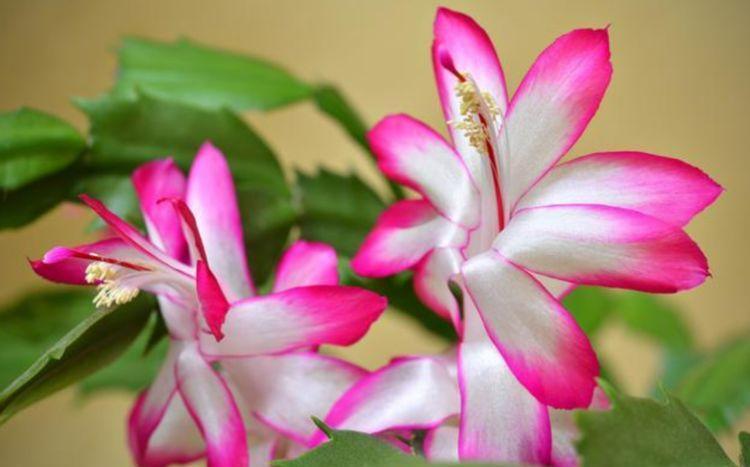 4种花超漂亮,个个美出状态,美得让人毫无抵抗力,花大色艳