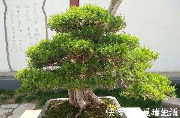 花卉|富贵人家养花,专养这5-6种“寓意好”的“树”,您有在养吗!