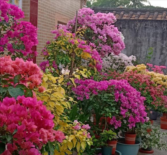 漂亮|6种漂亮花,夏天不怕高温,暴晒,越晒花越多,花开爆盆小半年