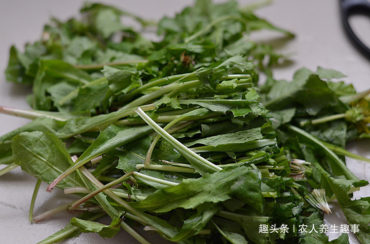 农村|农村不起眼的野草,浑身是宝,号称肝的“清洗剂”,现在吃正当季