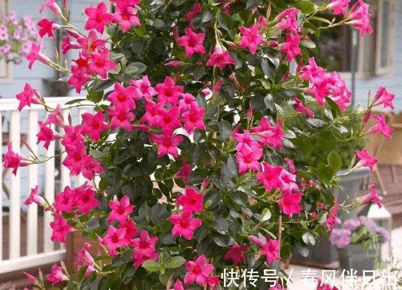 夏日|天越来越热，养花就选它，夏日不怕晒，突突开花，不能错过！