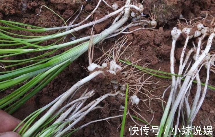 野菜|农村这种野菜用肉都不换，营养价值高，而且很珍贵！