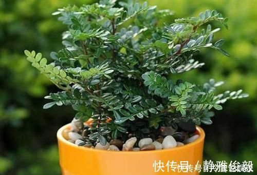 室内常摆放2种绿植,空气越来越好,让家人轻松拥有好睡眠