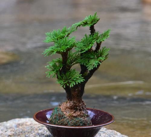 它是花卉界的“小强”,5年不浇水也能活,检测环境,做盆景更棒