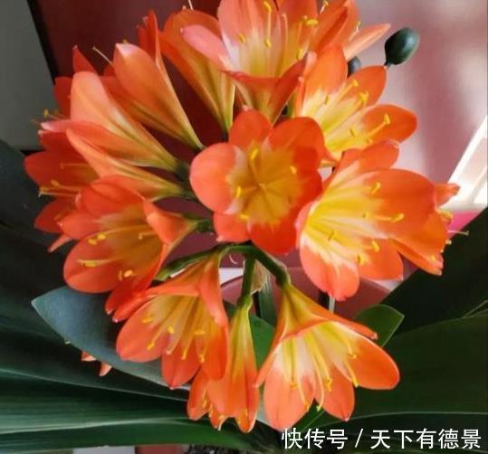 根系|夏天养君子兰,记住“2不要”,高温下好度夏,一连能养很多年