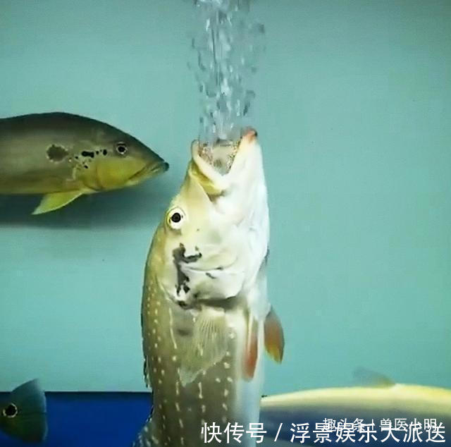 小明|男子打算给鱼缸换水，却发现其中一条鱼行为不正常有什么心事吗