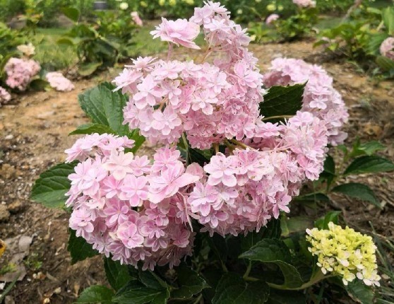 有“3种花”，养在阳光下面，才能长得枝繁叶茂，夏季再晒也不怕