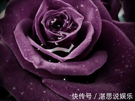 玫瑰中的皇族——“路易十四”,拿破仑皇后的最爱!美的动人心魄