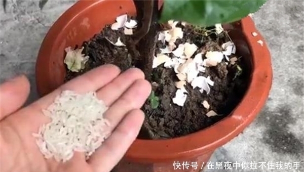 花盆里撒一把,不管多蔫多难养的花,几天根壮叶绿,不黄叶不烂根